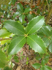 Osmanthus heterophyllus