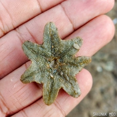 Aquilonastra