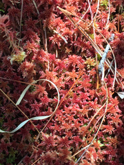 Sphagnum bartlettianum