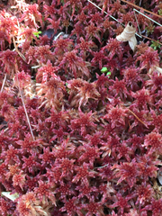 Sphagnum bartlettianum
