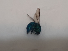 Chrysis smaragdula