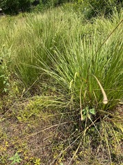 Tripsacum dactyloides