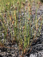 Eleocharis elliptica