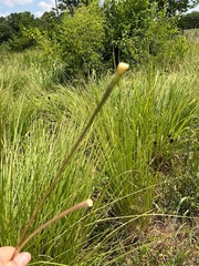 Tripsacum dactyloides