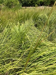 Tripsacum dactyloides