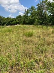 Tripsacum dactyloides