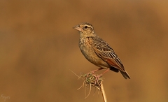 Mirafra assamica