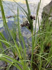 Bolboschoenus yagara