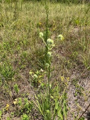 Eryngium yuccifolium