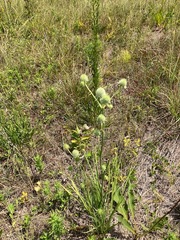 Eryngium yuccifolium