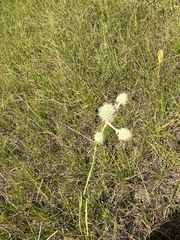 Eryngium yuccifolium