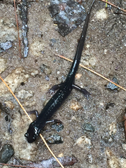 Plethodon metcalfi