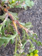 Puccinia lagenophorae
