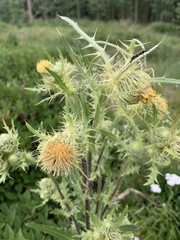 Cirsium parryi