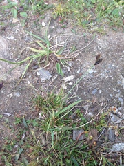 Carex atrata