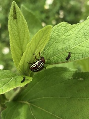 Leptinotarsa typographica