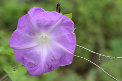 Ipomoea orizabensis novogaliciana