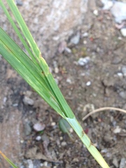 Carex atrata