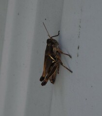 Melanoplus fasciatus