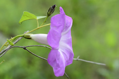 Ipomoea orizabensis novogaliciana