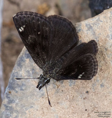 Hesperopsis alpheus