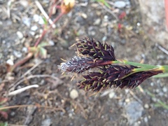 Carex atrata