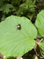 Nicrophorus defodiens