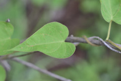 Ipomoea orizabensis novogaliciana