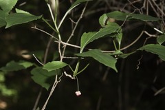 Schisandra glabra
