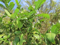 Kraussia floribunda