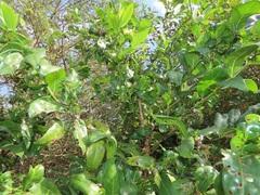 Kraussia floribunda