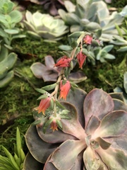 Echeveria gibbiflora × potosina