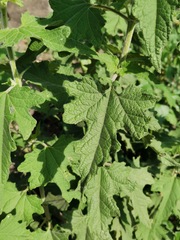 Montanoa tomentosa