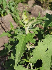 Montanoa tomentosa