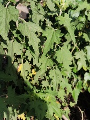 Montanoa tomentosa