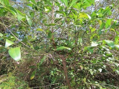 Kraussia floribunda