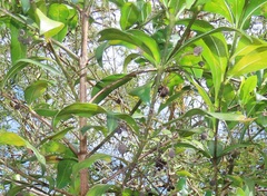 Kraussia floribunda