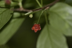 Schisandra glabra