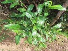 Kraussia floribunda