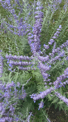 Salvia yangii
