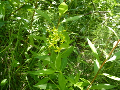 Dasineura lysimachiae