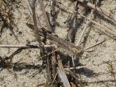 Psinidia fenestralis