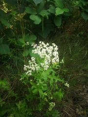Galium broterianum