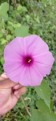 Ipomoea rubens
