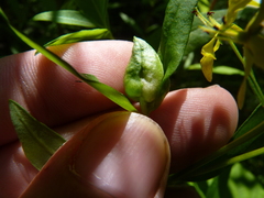 Dasineura lysimachiae