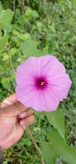 Ipomoea rubens