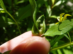 Dasineura lysimachiae