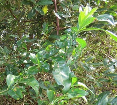 Kraussia floribunda