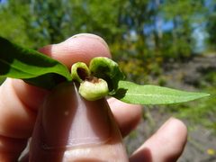 Dasineura lysimachiae