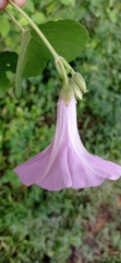 Ipomoea rubens